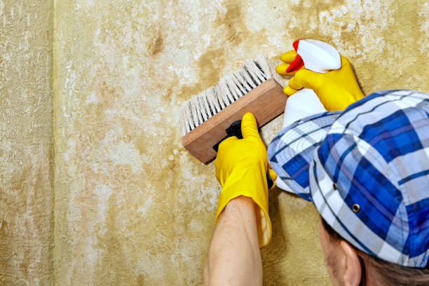 Best Emergency Mold Remediation  in Closter, NJ