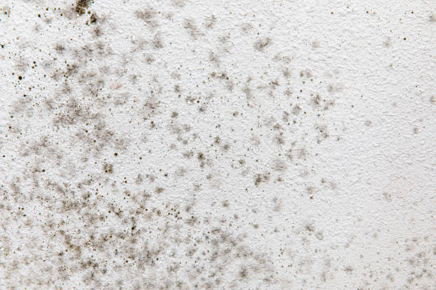Best Forensic Mold Investigation  in Closter, NJ